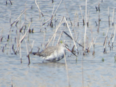 Thumbnail of Spotted Redshank